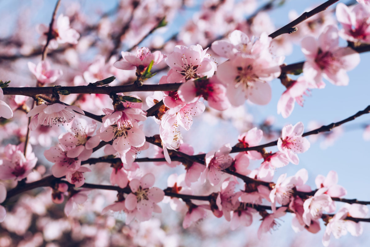 Robins Financial Credit Union sponsors Cherry Blossom Pins